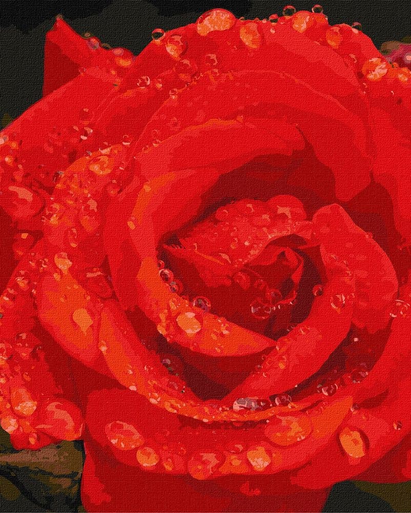 Ideyka Maľovanie podľa čísel obraz ruže 40x50cm