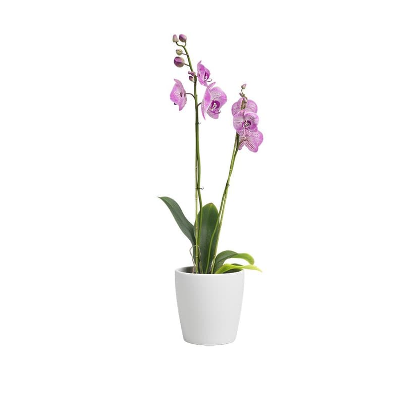 Keramický kvetináč ø 14 cm Thalia – Artevasi