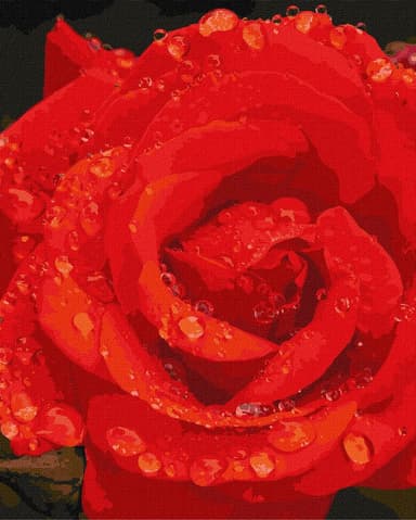 Ideyka Maľovanie podľa čísel obraz ruže 40x50cm